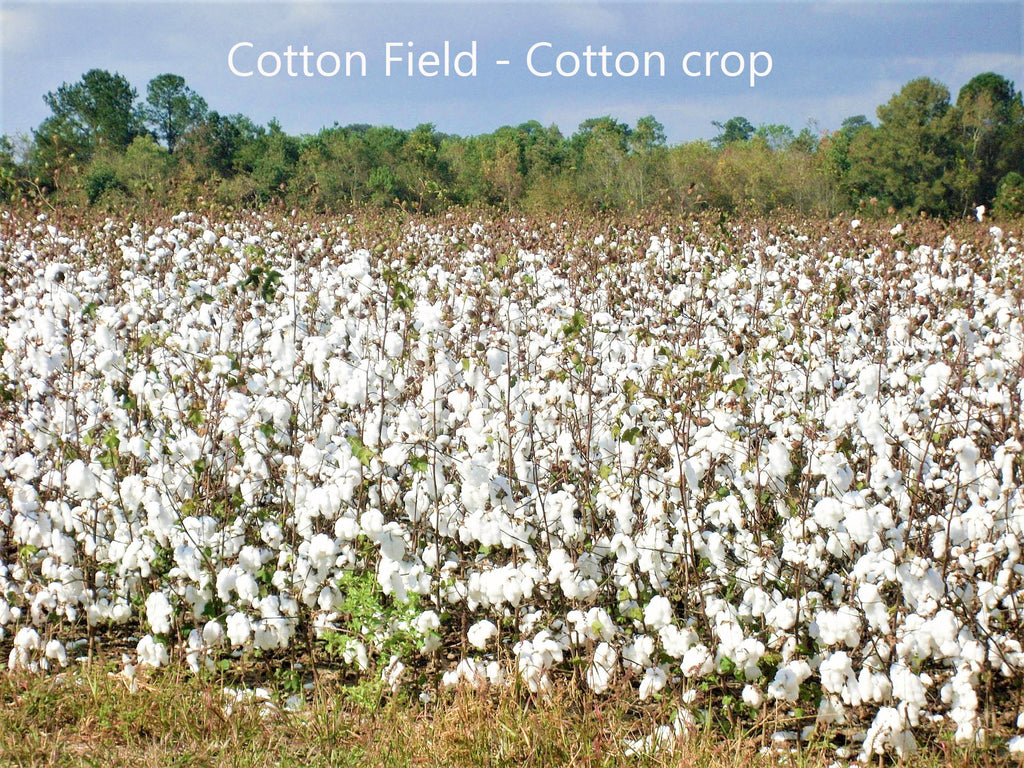 What cotton looks like in the field.